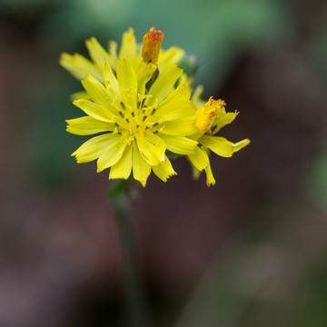 野花