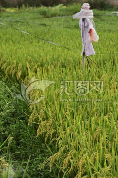 稻田和稻草人