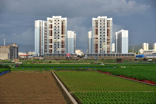 田野上的楼房