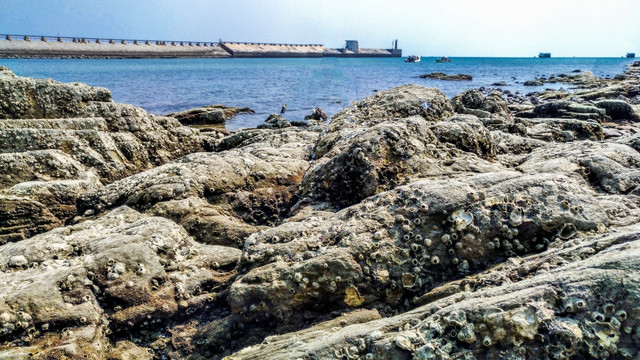 生蚝 海石头 礁石 石壁 海螺