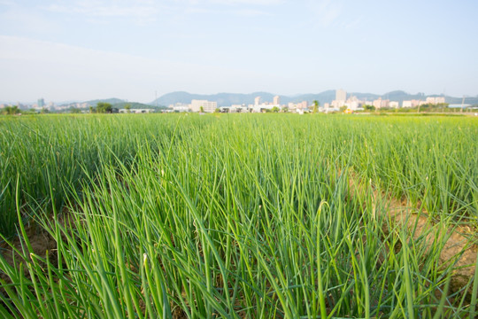 蔬菜种植