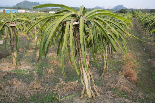 火龙果种植