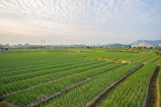 蔬菜种植