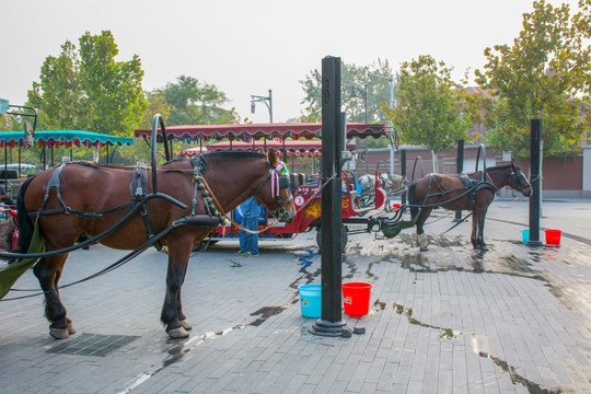 旅游观光马车