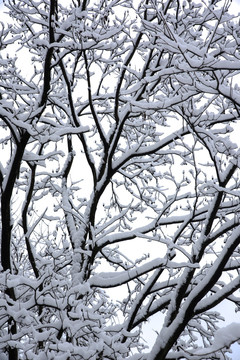 雪景 树