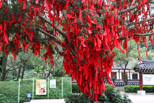 許愿樹