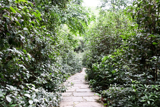 林間的石板路