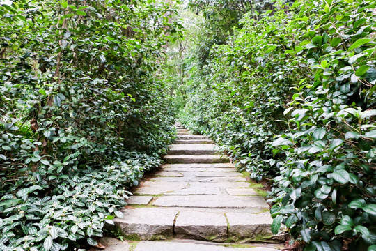 公園里的石板路