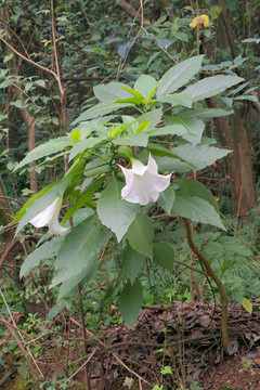 洋金花 白花曼陀罗 植株特写