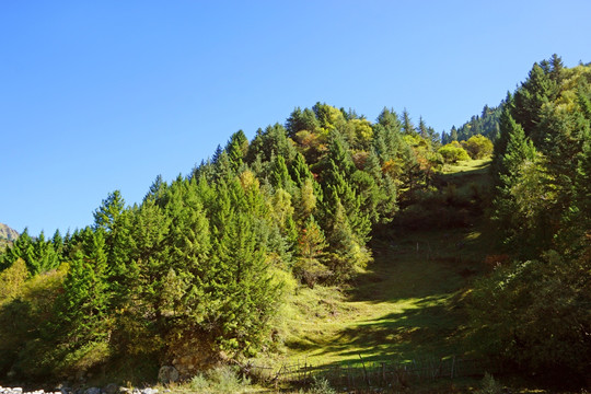 高山松林 高原森林植被