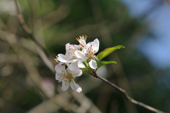 白色樱花