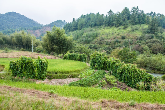 田野