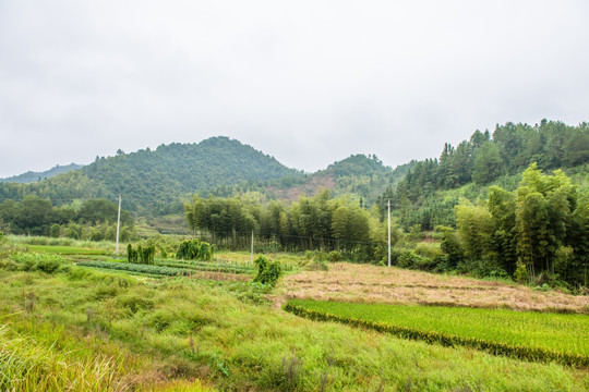 稻田 竹林