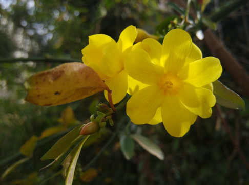 家花野花