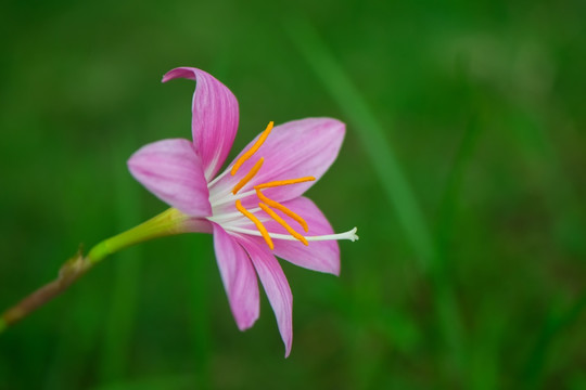 风雨兰