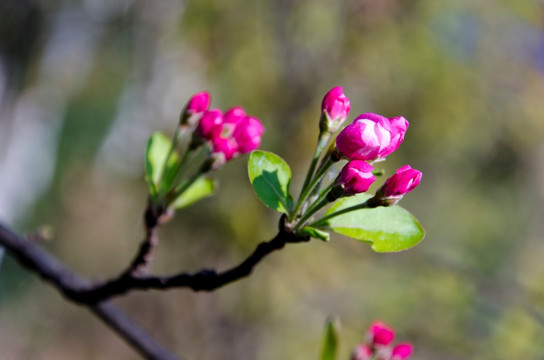 苹果花