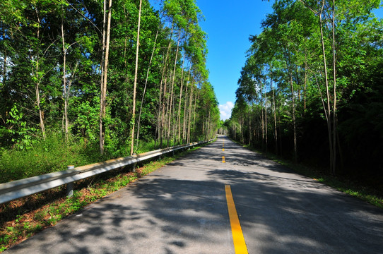 乡村道路 清静幽雅 林荫公路