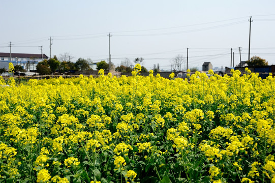 油菜花田园