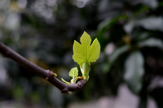 无花果树嫩叶