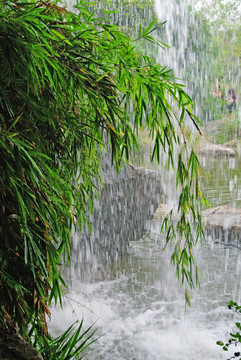 下雨天 竹叶