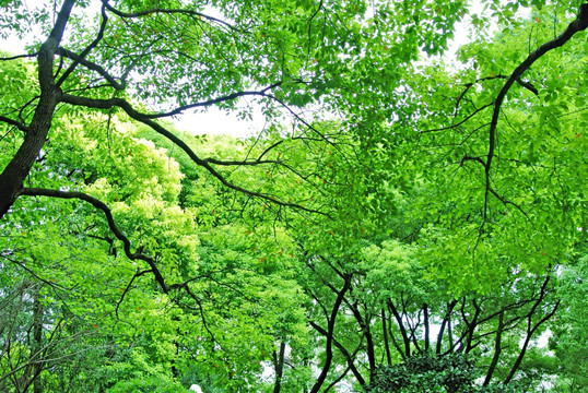 阳光树林背景 参天大树