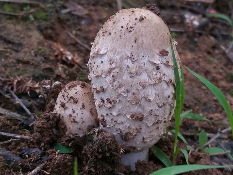 野生草菇