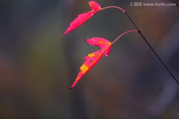 红叶特写