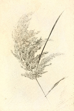 素描蘆葦