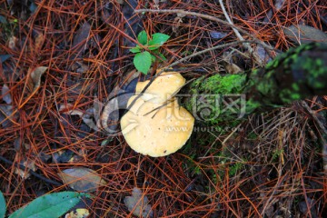 蘑菇 菌类 野生菌 绿色