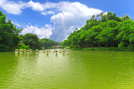 华南植物园水景