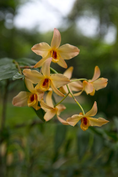 一枝蘭花