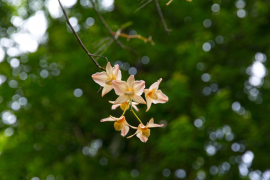 一枝蘭花