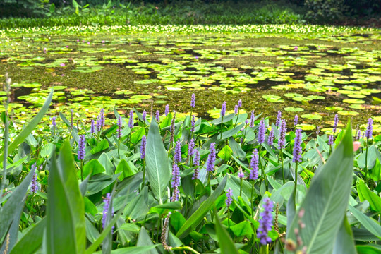 紫色花束 梭鱼草