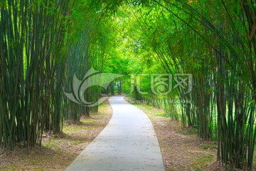 竹林 纵深小路 竹径 透视翠竹