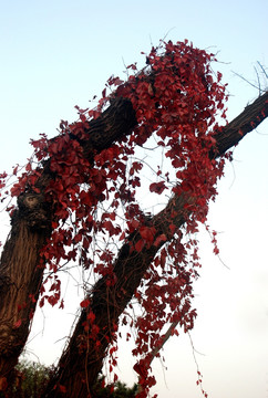 北京奥林匹克森林公园 老树红叶