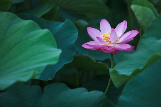 荷花 夏日荷花