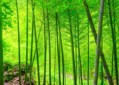 竹林光影