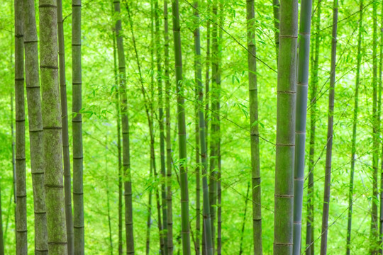 陽光竹林