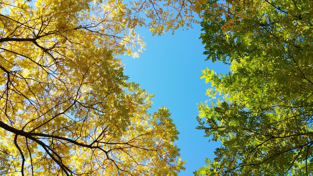 秋天蓝天下的枝叶