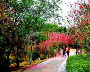 春色滿園
