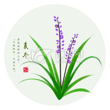 手繪麥冬 麥冬