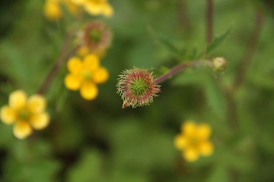 陕北高原 小黄花