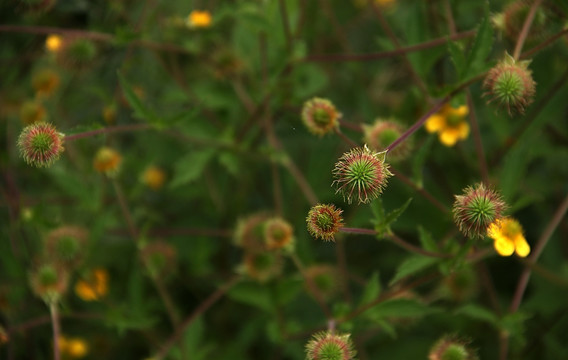 陕北高原 小黄花