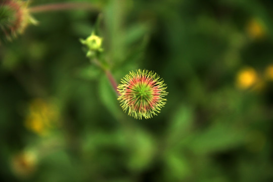 陕北高原 小黄花