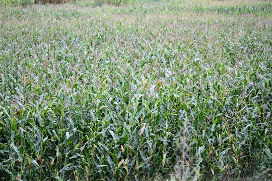 玉米地 丰收 大地 苞米地