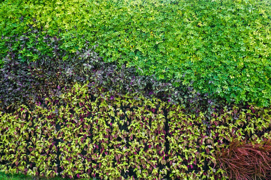 植物墙