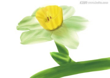 水仙花手繪psd分層文件