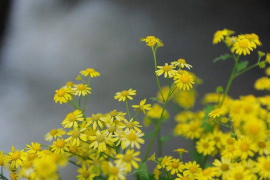 野雏菊