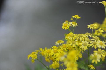 野雏菊