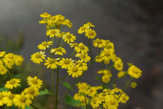 野雏菊